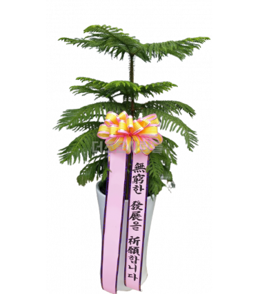 알로카리아